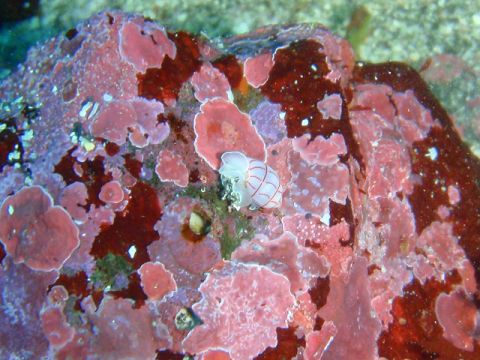 �ɓ������ʐ^�@�N���b�N�ő傫���Ȃ�܂�