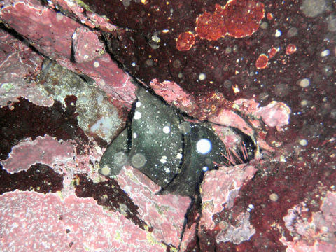 �ɓ������ʐ^�@�N���b�N�ő傫���Ȃ�܂�