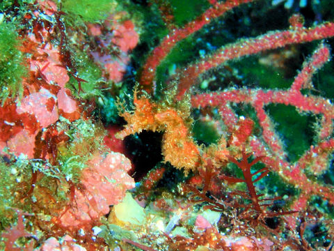 �ɓ������ʐ^�@�N���b�N�ő傫���Ȃ�܂�