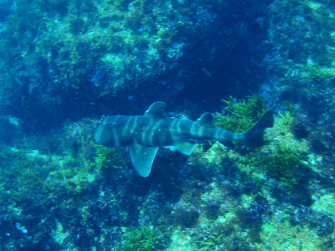 �ɓ������ʐ^�@�N���b�N�ő傫���Ȃ�܂�