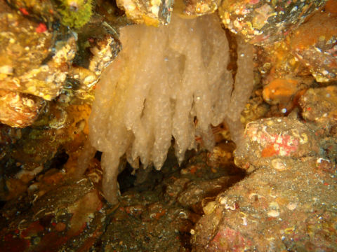 �ɓ������ʐ^�@�N���b�N�ő傫���Ȃ�܂�