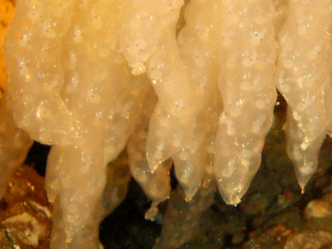 �ɓ������ʐ^�@�N���b�N�ő傫���Ȃ�܂�