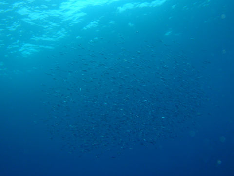 �ɓ������ʐ^�@�N���b�N�ő傫���Ȃ�܂�