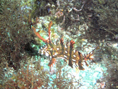 �ɓ������ʐ^�@�N���b�N�ő傫���Ȃ�܂�