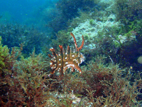 �ɓ������ʐ^�@�N���b�N�ő傫���Ȃ�܂�