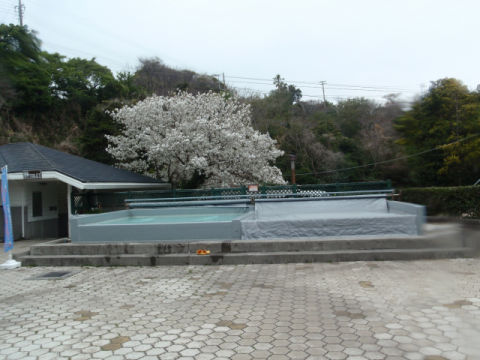 �ɓ������ʐ^�@�N���b�N�ő傫���Ȃ�܂�