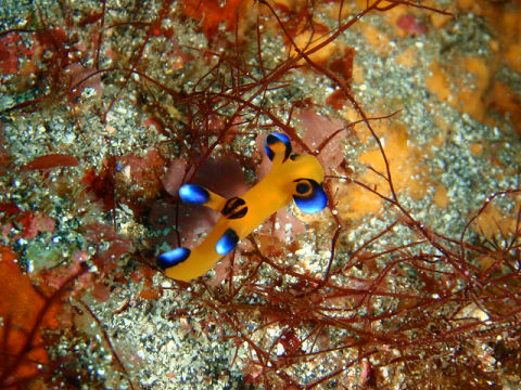 �ɓ������ʐ^�@�N���b�N�ő傫���Ȃ�܂�