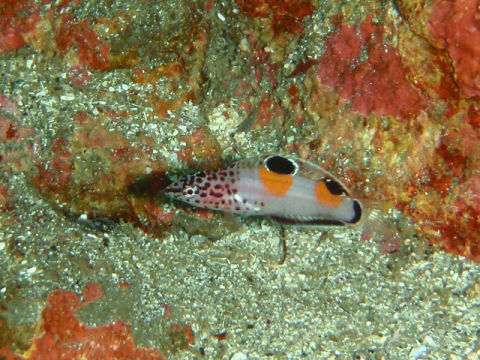 �ɓ������ʐ^�@�N���b�N�ő傫���Ȃ�܂�