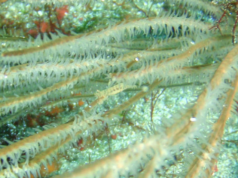 �ɓ������ʐ^�@�N���b�N�ő傫���Ȃ�܂�