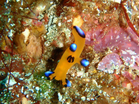 �ɓ������ʐ^�@�N���b�N�ő傫���Ȃ�܂�