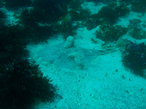 �ɓ������ʐ^�@�N���b�N�ő傫���Ȃ�܂�