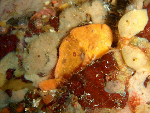 �ɓ������ʐ^�@�N���b�N�ő傫���Ȃ�܂�