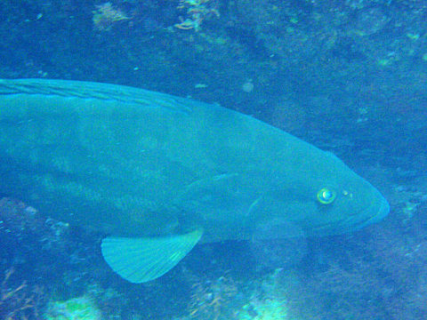 �ɓ������ʐ^�@�N���b�N�ő傫���Ȃ�܂�