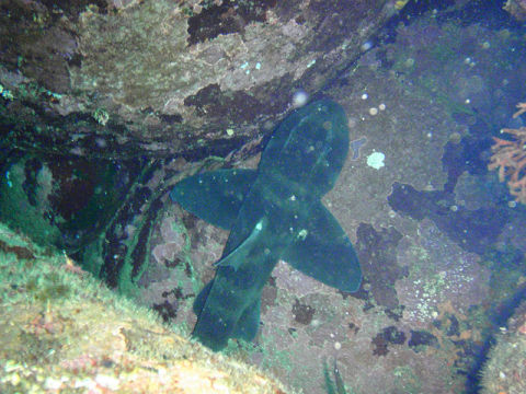 �ɓ������ʐ^�@�N���b�N�ő傫���Ȃ�܂�