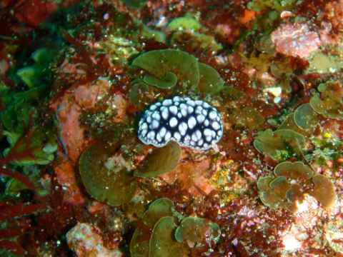 �ɓ������ʐ^�@�N���b�N�ő傫���Ȃ�܂�