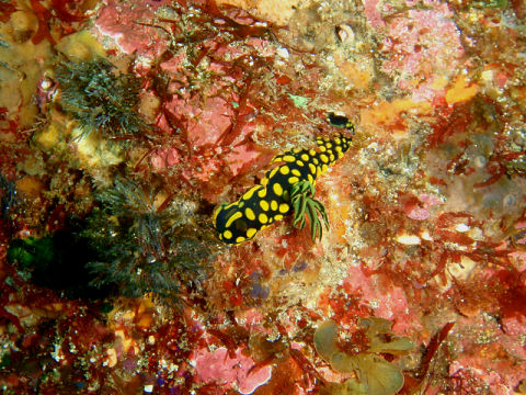 �ɓ������ʐ^�@�N���b�N�ő傫���Ȃ�܂�