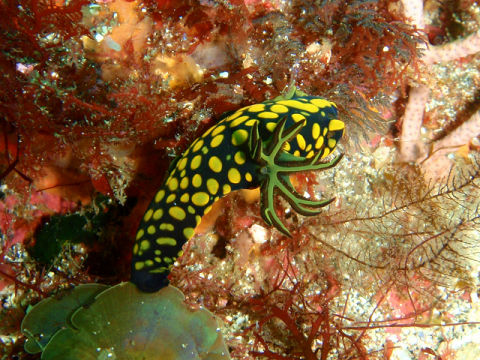 �ɓ������ʐ^�@�N���b�N�ő傫���Ȃ�܂�