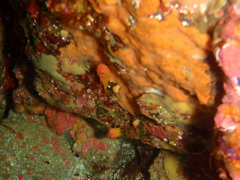 �ɓ������ʐ^�@�N���b�N�ő傫���Ȃ�܂�