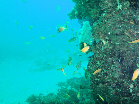 �ɓ������ʐ^�@�N���b�N�ő傫���Ȃ�܂�