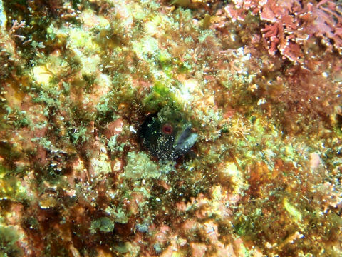 �ɓ������ʐ^�@�N���b�N�ő傫���Ȃ�܂�