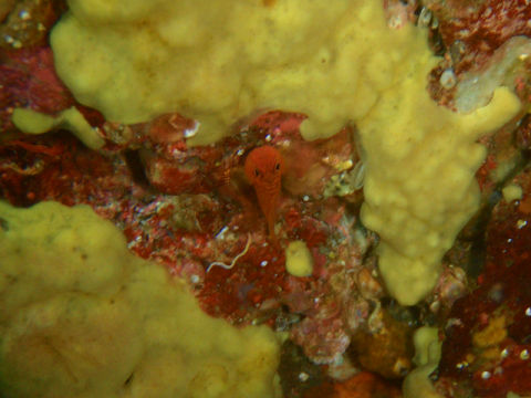 �ɓ������ʐ^�@�N���b�N�ő傫���Ȃ�܂�