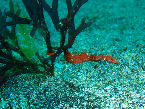 �ɓ������ʐ^�@�N���b�N�ő傫���Ȃ�܂�