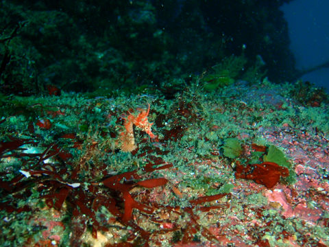 �ɓ������ʐ^�@�N���b�N�ő傫���Ȃ�܂�