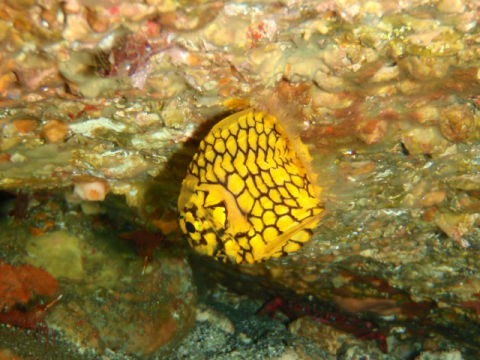 �ɓ������ʐ^�@�N���b�N�ő傫���Ȃ�܂�