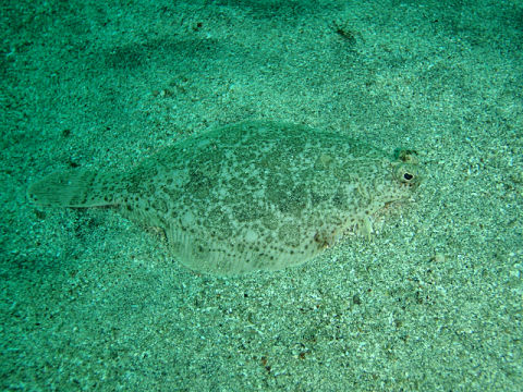 �ɓ������ʐ^�@�N���b�N�ő傫���Ȃ�܂�