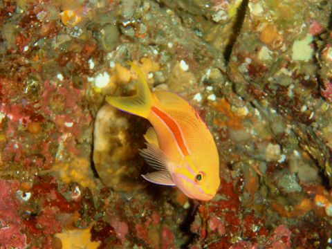 �ɓ������ʐ^�@�N���b�N�ő傫���Ȃ�܂�