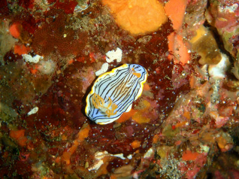 �ɓ������ʐ^�@�N���b�N�ő傫���Ȃ�܂�