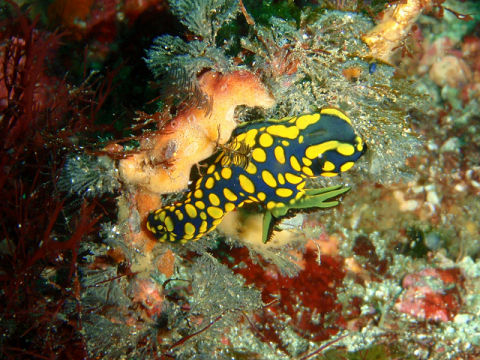 �ɓ������ʐ^�@�N���b�N�ő傫���Ȃ�܂�