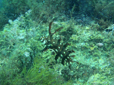 �ɓ������ʐ^�@�N���b�N�ő傫���Ȃ�܂�