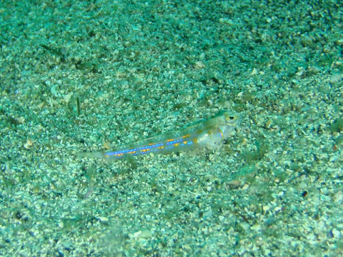 �ɓ������ʐ^�@�N���b�N�ő傫���Ȃ�܂�