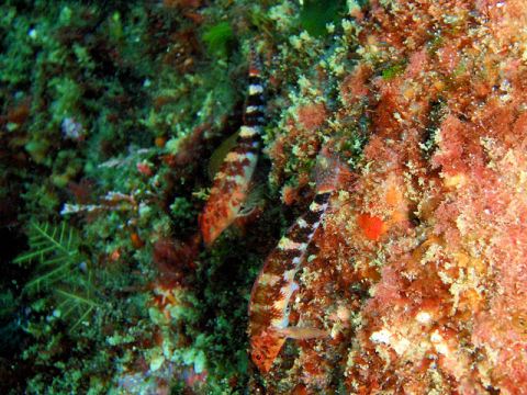 �ɓ������ʐ^�@�N���b�N�ő傫���Ȃ�܂�