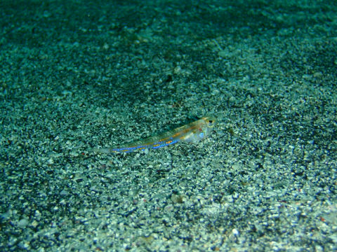 �ɓ������ʐ^�@�N���b�N�ő傫���Ȃ�܂�