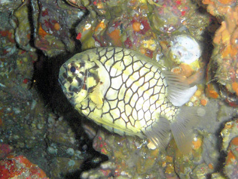 �ɓ������ʐ^�@�N���b�N�ő傫���Ȃ�܂�