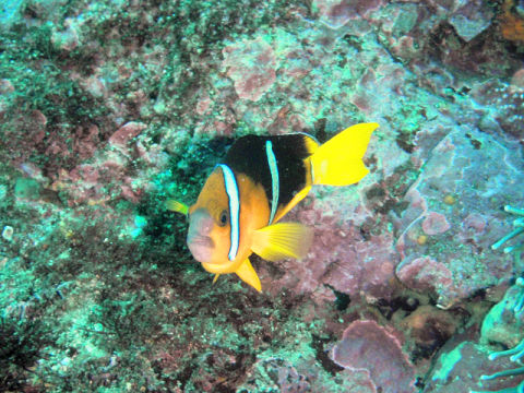 �ɓ������ʐ^�@�N���b�N�ő傫���Ȃ�܂�