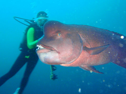 �ɓ������ʐ^�@�N���b�N�ő傫���Ȃ�܂�