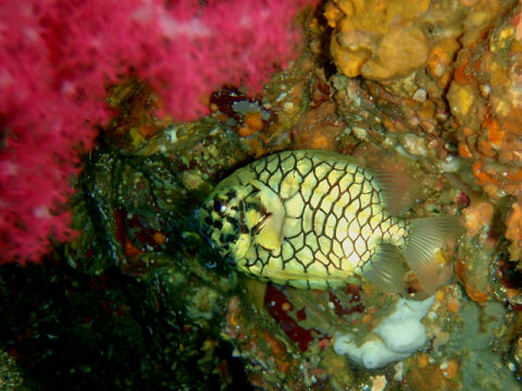 �ɓ������ʐ^�@�N���b�N�ő傫���Ȃ�܂�