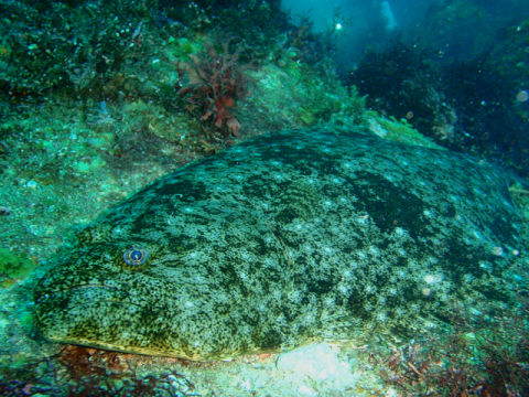 �ɓ������ʐ^�@�N���b�N�ő傫���Ȃ�܂�