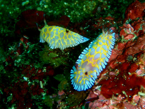 �ɓ������ʐ^�@�N���b�N�ő傫���Ȃ�܂�