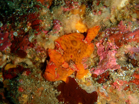 �ɓ������ʐ^�@�N���b�N�ő傫���Ȃ�܂�