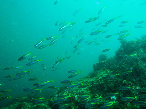 �ɓ������ʐ^�@�N���b�N�ő傫���Ȃ�܂�