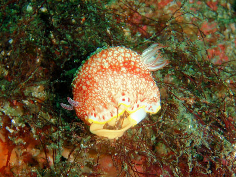 �ɓ������ʐ^�@�N���b�N�ő傫���Ȃ�܂�