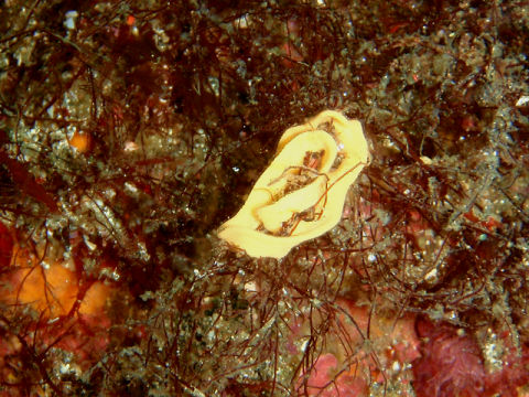 �ɓ������ʐ^�@�N���b�N�ő傫���Ȃ�܂�