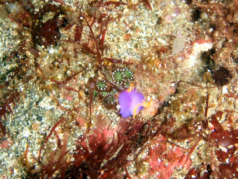 �ɓ������ʐ^�@�N���b�N�ő傫���Ȃ�܂�