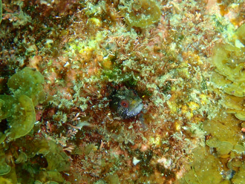 �ɓ������ʐ^�@�N���b�N�ő傫���Ȃ�܂�