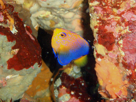 �ɓ������ʐ^�@�N���b�N�ő傫���Ȃ�܂�