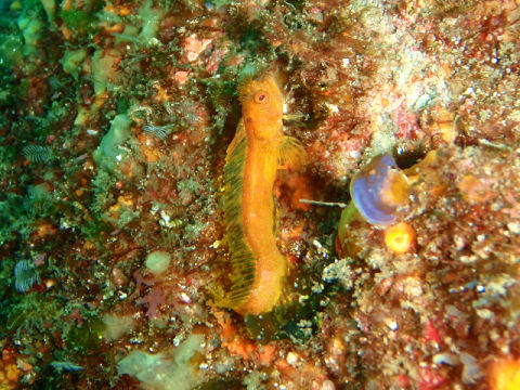 �ɓ������ʐ^�@�N���b�N�ő傫���Ȃ�܂�